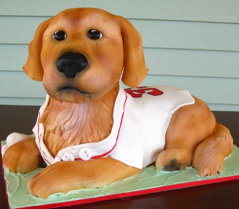 Frosting the family dog in red sox jersey