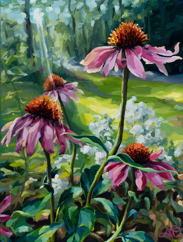 Afternoon Light on My Purple Coneflowers