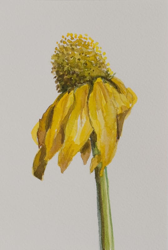 The tallest coneflower