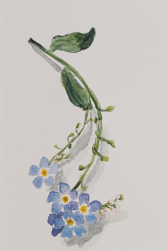 Forget-me-nots