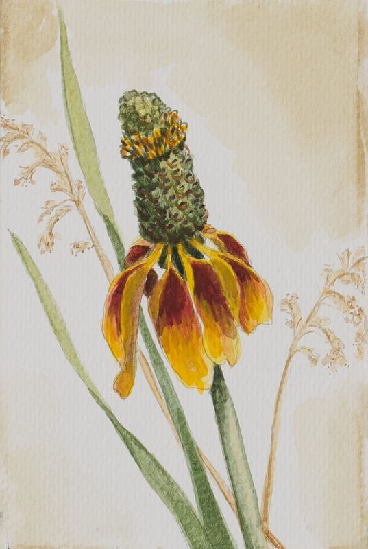 Prairie Coneflower #1