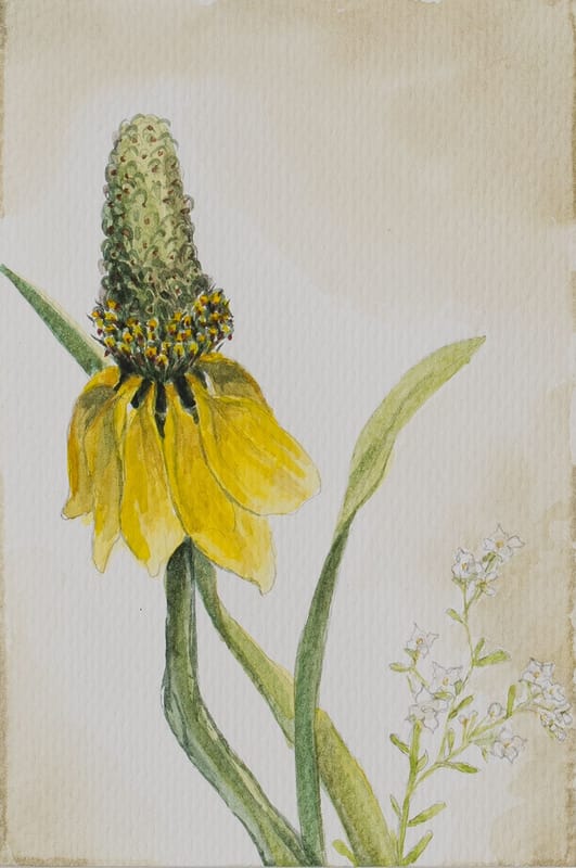 Prairie Coneflower #2