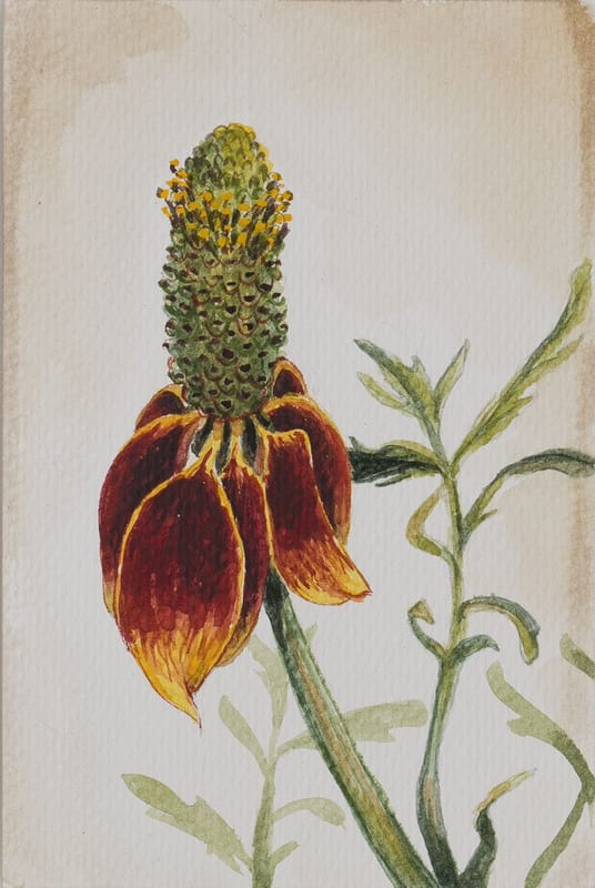 Prairie Coneflower #3