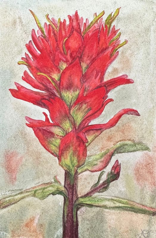 Castilleja - Indian paintbrush flower