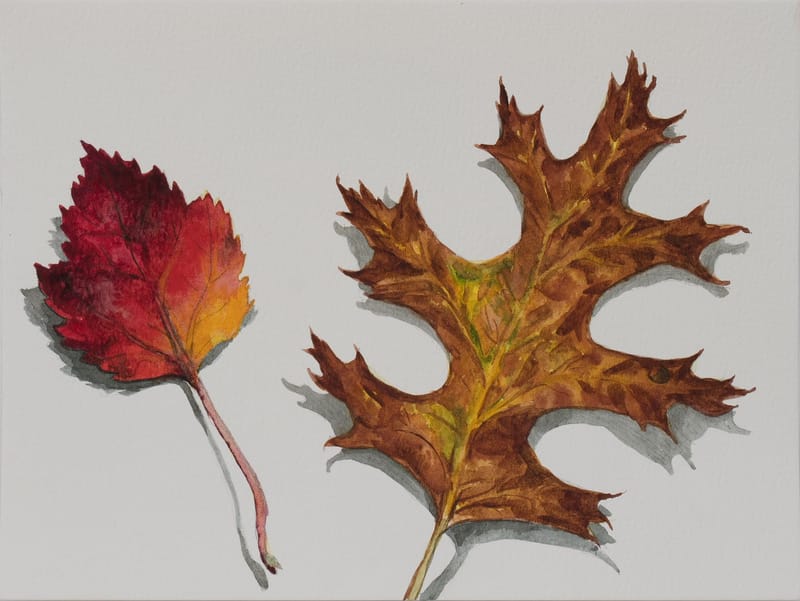 Red Oak and Maple