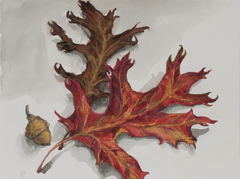 Red Oak and acorn